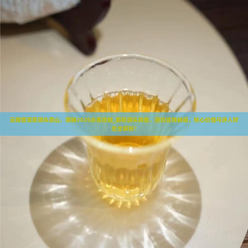 云南普洱茶源头茶山