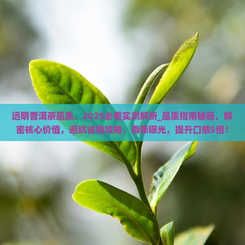 远明普洱茶品质