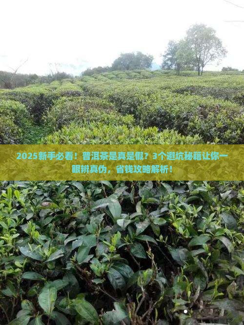 普洱茶是真是假