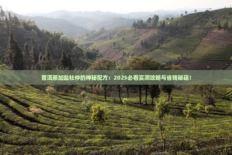 普洱茶加盐杜仲