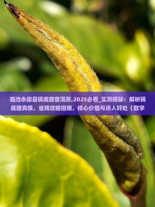 临沧永德县锅底塘普洱茶