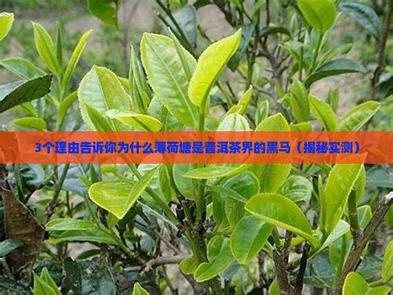 薄荷塘是什么普洱茶品牌