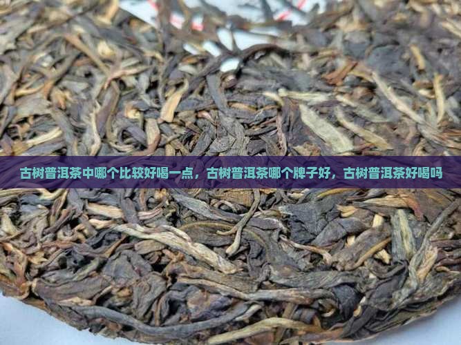 古树普洱茶中哪个比较好喝