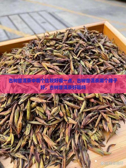 古树普洱茶中哪个比较好喝