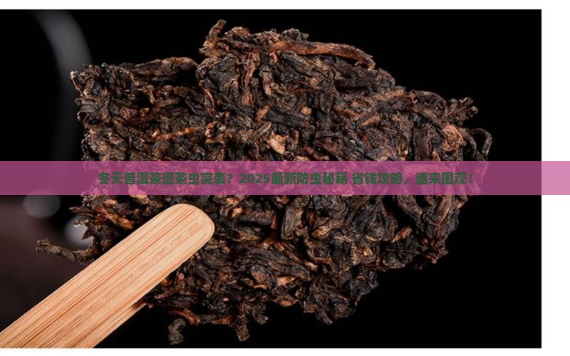 普洱茶冬天怎么防止长茶虫
