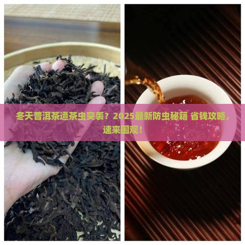普洱茶冬天怎么防止长茶虫