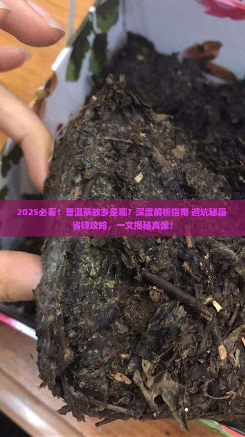 普洱茶的故乡是哪