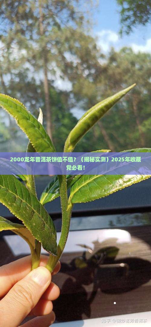 2000龙年普洱茶饼价格
