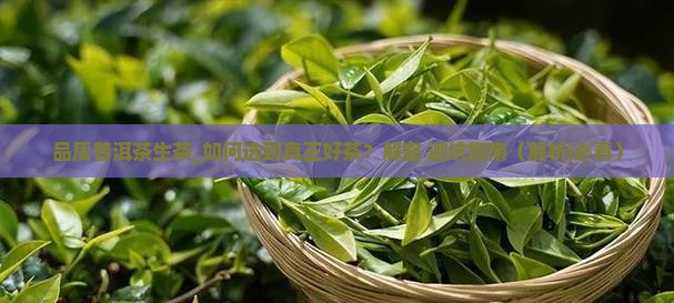 品质普洱茶生茶