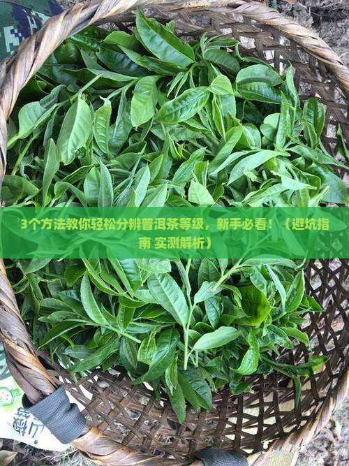 怎么分别普洱茶的等级