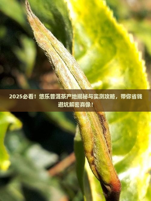 悠乐普洱茶产地