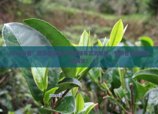 悠乐普洱茶产地