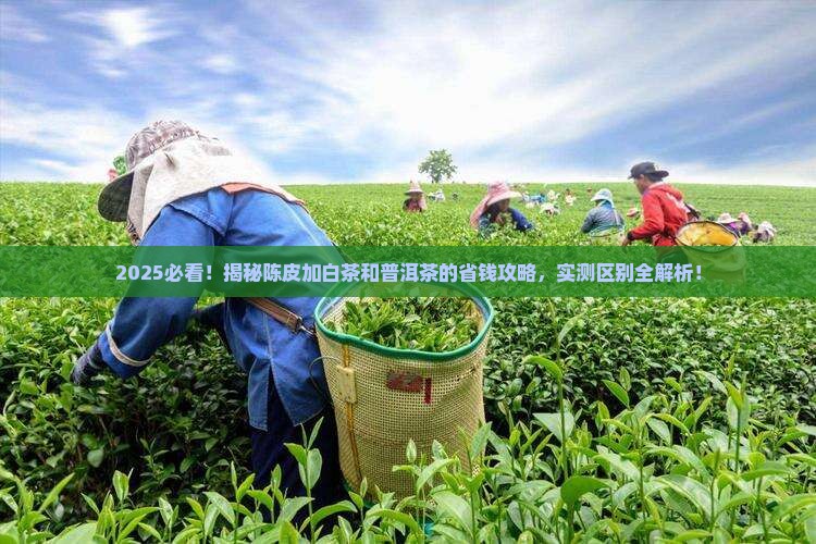 陈皮加白茶和普洱茶的区别