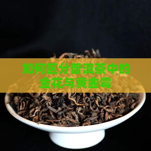 普洱茶黄曲霉菌怎么区分