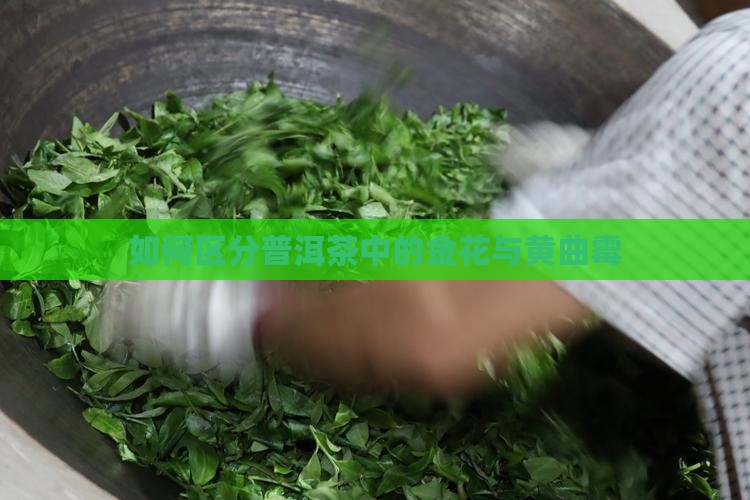 普洱茶黄曲霉菌怎么区分