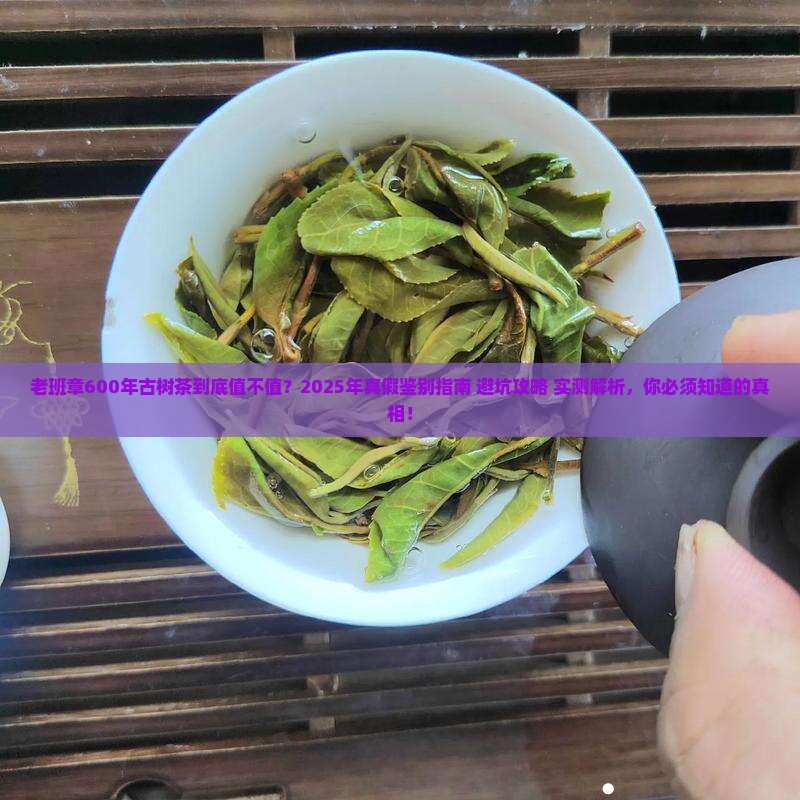 老班章600年古树茶