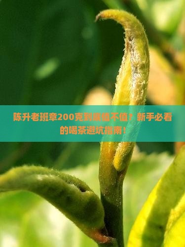 陈升老班章200克