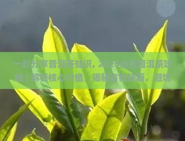 一起分享普洱茶知识