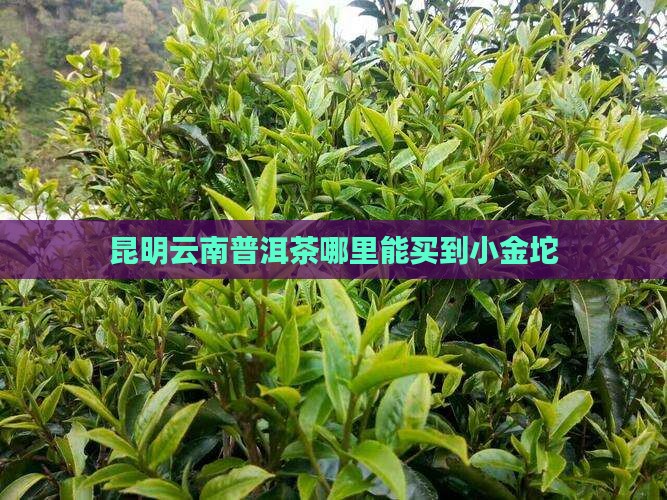 昆明哪里能买到小金坨普洱茶