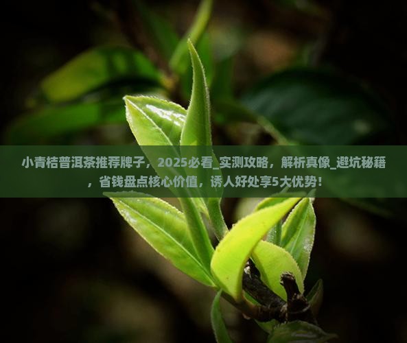 小青桔普洱茶推荐牌子