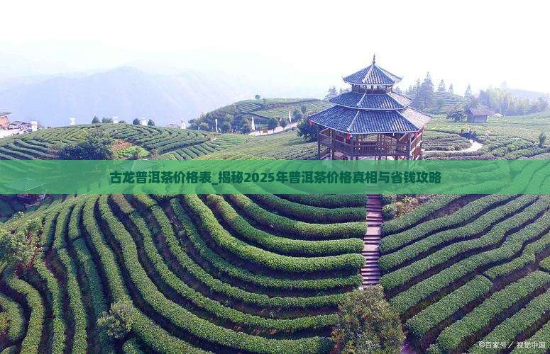 古龙普洱茶价格表