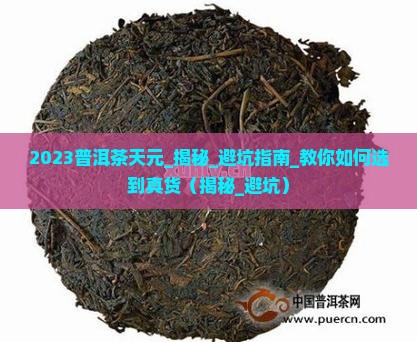 2023普洱茶天元