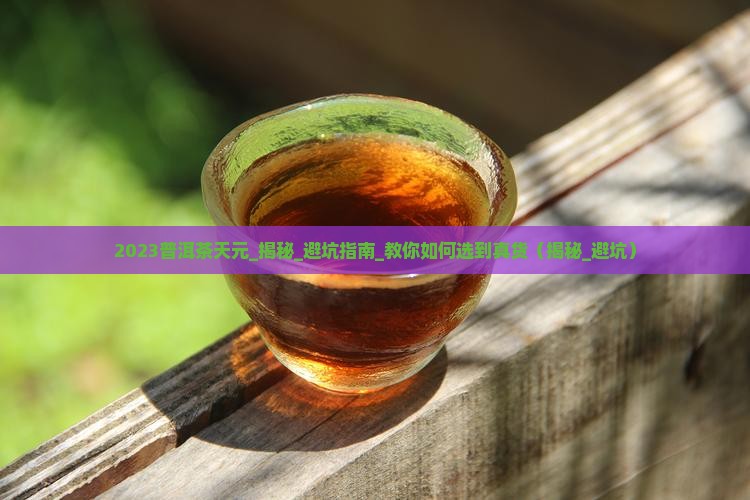 2023普洱茶天元