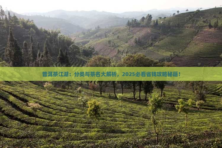 普洱茶分类及茶名表