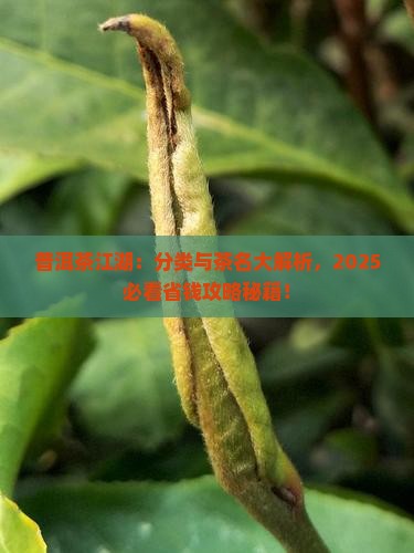 普洱茶分类及茶名表