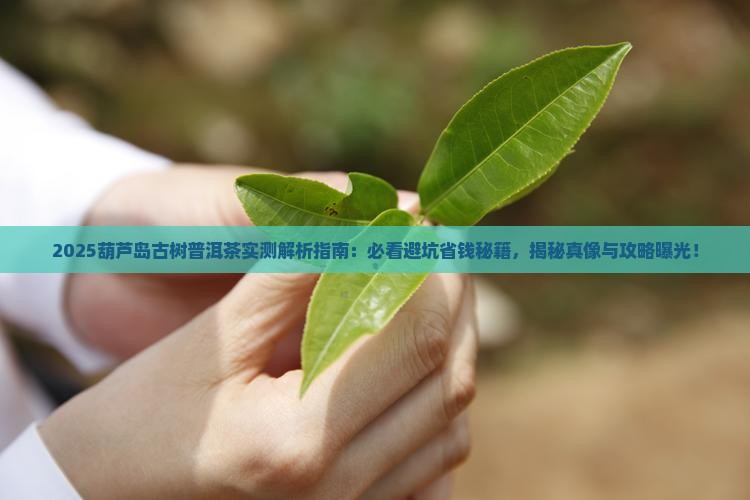 葫芦岛古树普洱茶