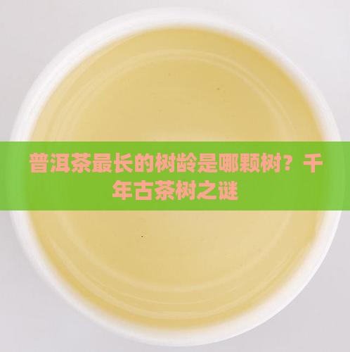 普洱茶最长的树龄是哪颗树