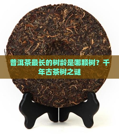普洱茶最长的树龄是哪颗树