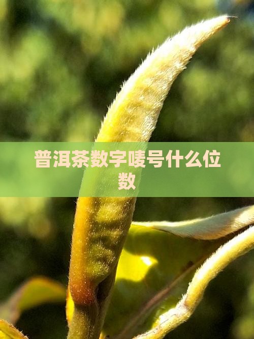 普洱茶5位数字