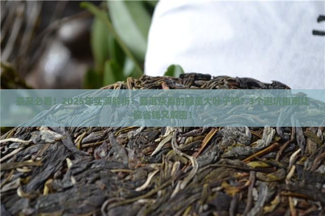 普洱茶都是大叶子吗