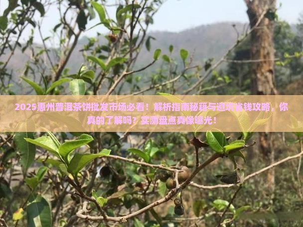 惠州普洱茶饼批发市场