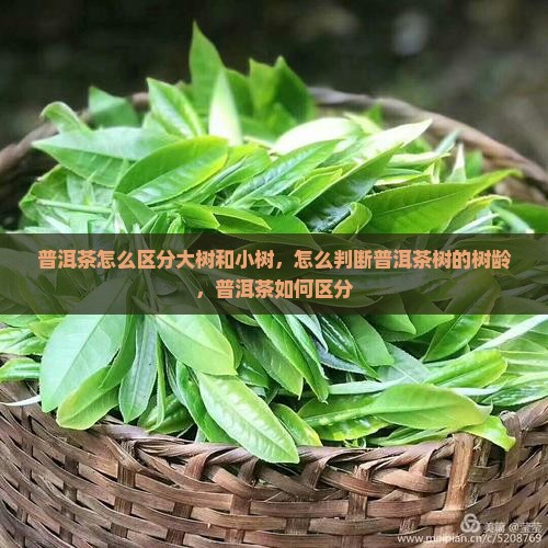 普洱茶怎么区分大树
