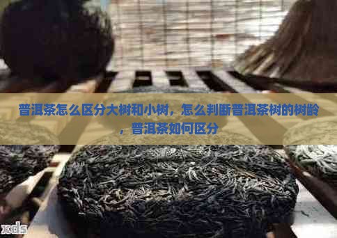 普洱茶怎么区分大树