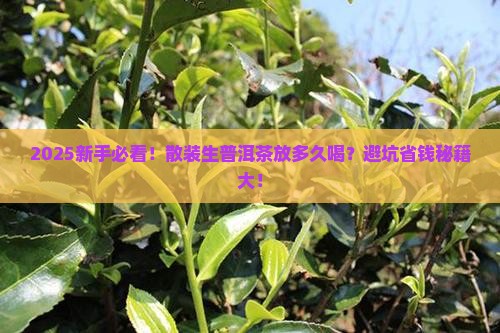 散装生普洱茶要放多久