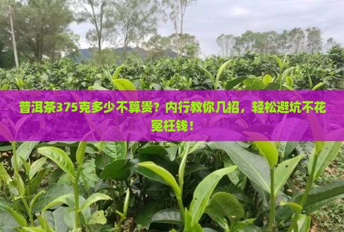 普洱茶375克多少不算贵
