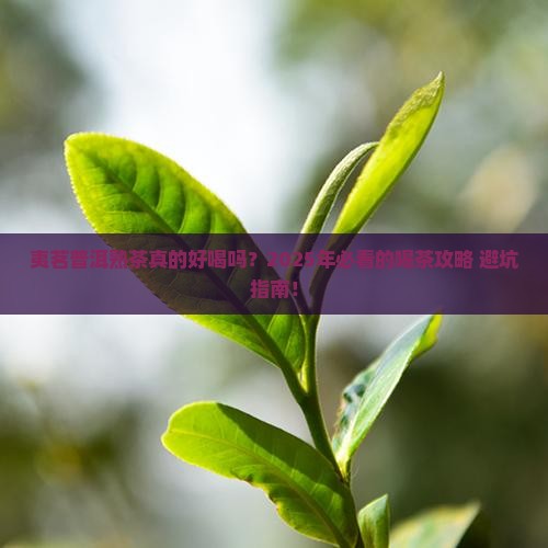 夷茗普洱茶熟茶好喝吗多少钱