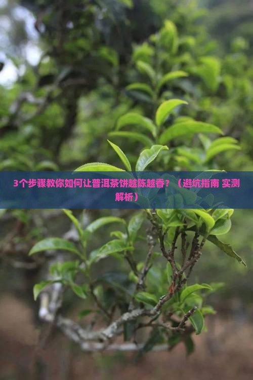 普洱茶饼怎么陈放多年