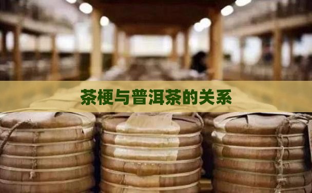 熟普洱茶的茶梗