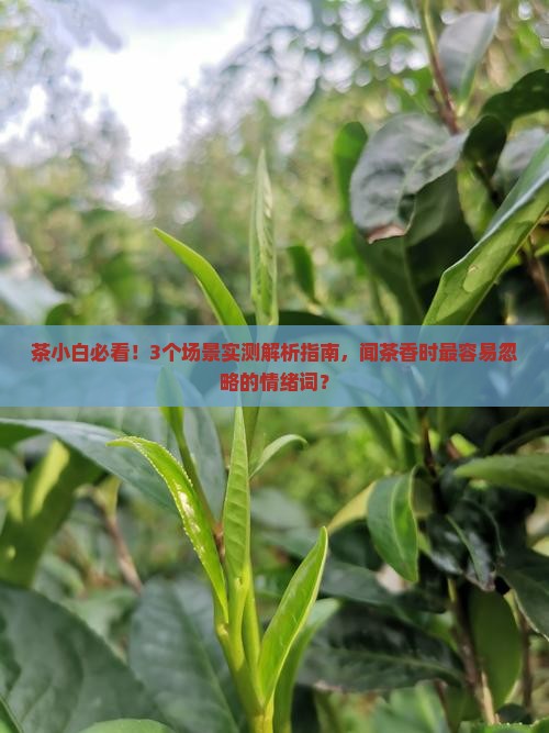 怎么描写茶叶闻起来的味道