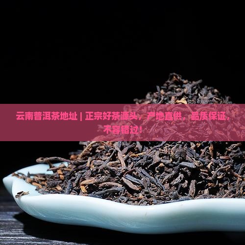 云南普洱茶地址
