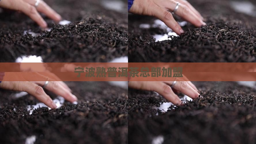 宁波熟普洱茶总部加盟