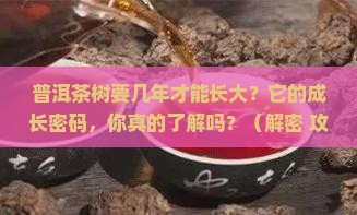 普洱茶树要几年才能长大
