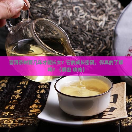 普洱茶树要几年才能长大