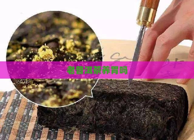 老普洱茶养胃吗