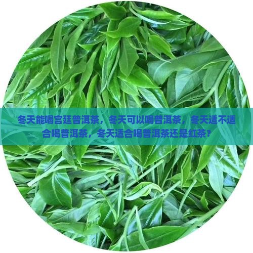 冬天能喝宫廷普洱茶