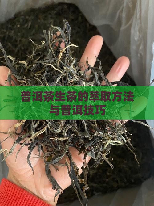 普洱茶生茶的萃取